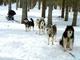 A la découverte du monde des chiens polaires - Promenade en attelage à La Ferrière
