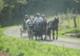 Association Equi'Attelage-Cavaliers des Fontenelles - Promenade en Attelage à Chanteloup (35)