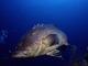 Avis et commentaires sur Beluga Diving Prestations