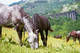 Photo Cantal Cheval