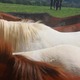 Les Kat Balous Centre Equestre - Centre Equestre à Sauxillanges
