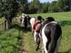 Circuit Equestre Les Chemins des Verriers - Randonnée à Cheval à Roybon