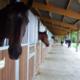Ecurie du chêne - Centre Equestre Les Essarts-le-Roi