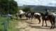 Ecurie la Licorne - Randonnée à Cheval, Pension pour chevaux, Mariages, Baptêmes à Cuges les Pins (13)