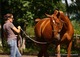 Ecuries les Philiberts - Centre Equestre à Fossees et Baleyssac