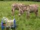 Plan d'accès Elevage d'ânes biologique - Atelier de savonnerie artisanale