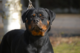 Avis et commentaires sur Elevage de Rottweiler - Vom Hause Orda