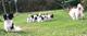 élevage du Soleil du Ventoux - Elevage Epagneuls Japonais et Pékinois à Monteux