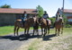 Ferme Equestre de Polytrait - Ferme Equestre à St Amant Roche Savine