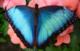 Ile aux Papillons - Serre à Papillons à La Guérinière (85)