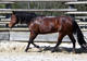 Contacter L'Accalmie Quarter Horses