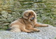 L'île aux Bambous - Elevage Dogue du Tibet à Maure de Bretagne (35)