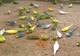 La Ferme aux oiseaux exotiques - Parc et jardin à Athis-Mons