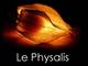 Info Le Physalis