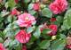 Avis et commentaires sur Les Camellias de la Prairie