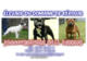Élevage du Domaine de Kéroual - Elevage Staffordshire Bull Terrier à Lanvénégen (56)