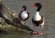 Avis et commentaires sur Parc Ornithologique du Pont de Gau