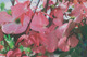 Photo Pépinières, fleurs, arbustes
