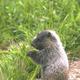 Randonnée  Accompagnée "Les Marmottes en Famille"" à Vic-sur-Cère
