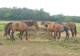 Randonnées équestres - Randonnée à Cheval à Penol