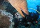 Avis et commentaires sur Sepiou Plongee