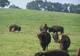 Avis et commentaires sur Tatanka - Buffalo Bison - Audes