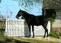 A Cheval !!! - Centre Equestre à Saint-Clément-des-Levées