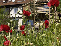 ALSACE VILLAGE - Restaurant Traditionnel à Obersteinbach