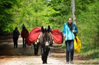 Aniers en Châtillonnais - Randonnée avec Ane à Chemin d'Aisey (21)