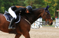 Arbonne équitation - Centre Equestre à Arbonne-la-Forêt (77)