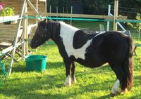 Association de l'Espérance - Poney-Club à Ploudalmezeau