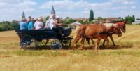 Attelage de la Gazelle - Promenade en Attelage, Attelage de tradition à Gironville (77)