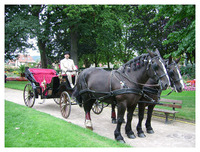 Attelages des Aulnes - Promenade en attelage à Touville sur Montfort