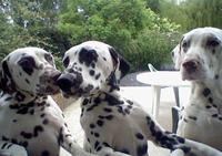 Au Bonheur des Peuches - Elevage Dalmatien à Beaune d Allier