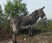 Aubuss'âne à Aubussargues