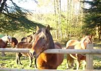 Balade à poneys - Poney-Club à Saint-Léger-sous-Beuvray