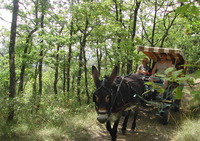 Balades Occit'ânes - Randonnée avec Ane à Cordes sur Ciel (81)