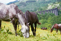 Cantal Cheval - Randonnée à Cheval à Riom-ès-Montagnes