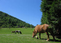 Centre de Tourisme Équestre Olhaldea Zalditokia - Randonnée à Cheval à Sare (64)