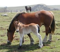 Centre équestre de la Forêt de Moulière - Centre Equestre à Liniers