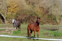 Centre Equestre de la Roche Posay - Centre Equestre à La Roche Posay