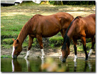 Centre équestre de Malesse - Centre Equestre à Saint-Privat