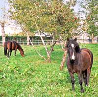 Centre Equestre de Meymac à Meymac