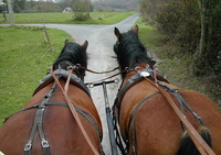 Centre Équestre des Droops - Centre Equestre à Touffreville-la-Cable