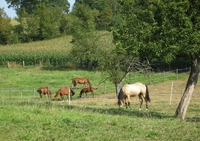 Centre Équestre du Bel Endroit - Centre Equestre à Beaubec-la-Rosière