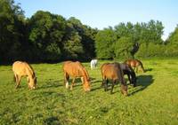 CENTRE EQUESTRE DU CHATEAU DE BEHEN à Béhen