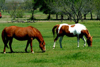 Centre Equestre du Grain d'Orge à Émancé