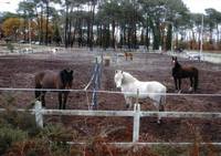 Centre Equestre l'Eperon à Biscarrosse Ville