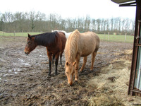 Centre équestre La licorne de la fontaine - Centre Equestre à Bonnelles