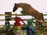 Centre Équestre Poney Club - Centre Equestre à Maurs